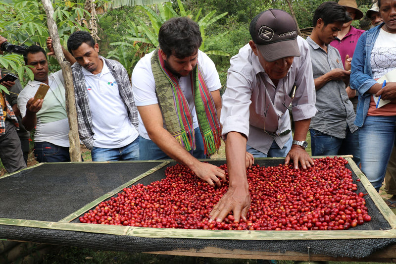 Stable prices for coffee producers