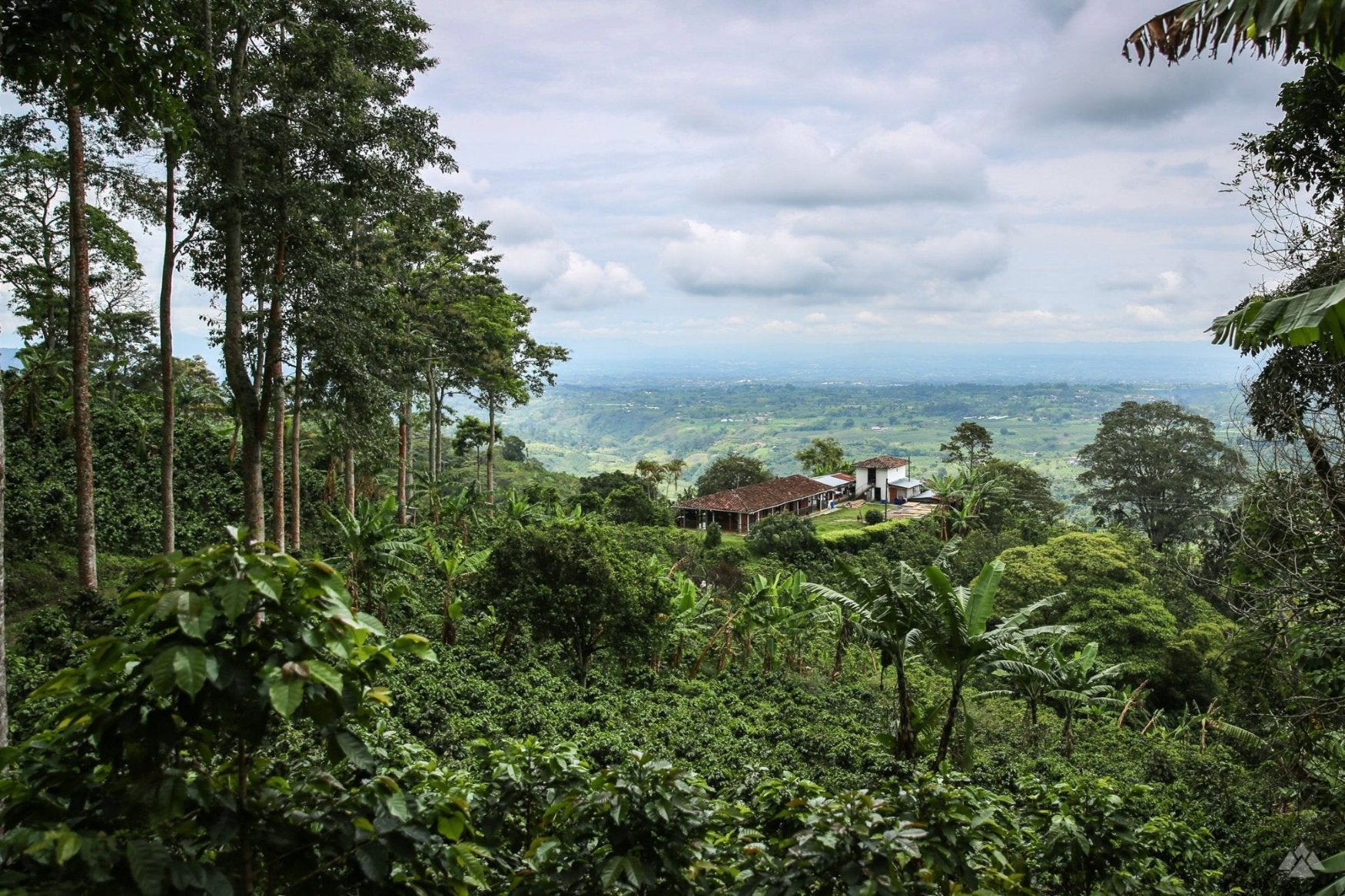 El Fénix coffee farm in Colombia